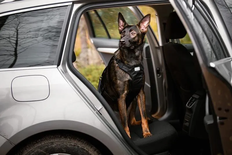 Car Harness