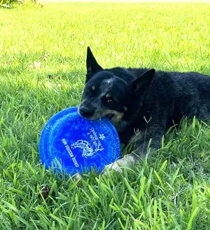 Circus Mexicus Dog Frisbee