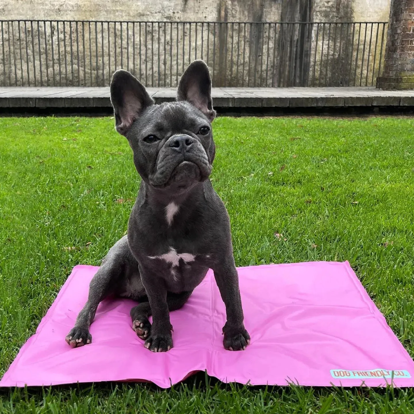 Dog Friendly Co. Dog Cooling Mat Pink