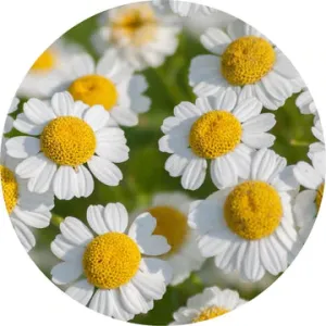 Feverfew Essential Oil - Living Libations