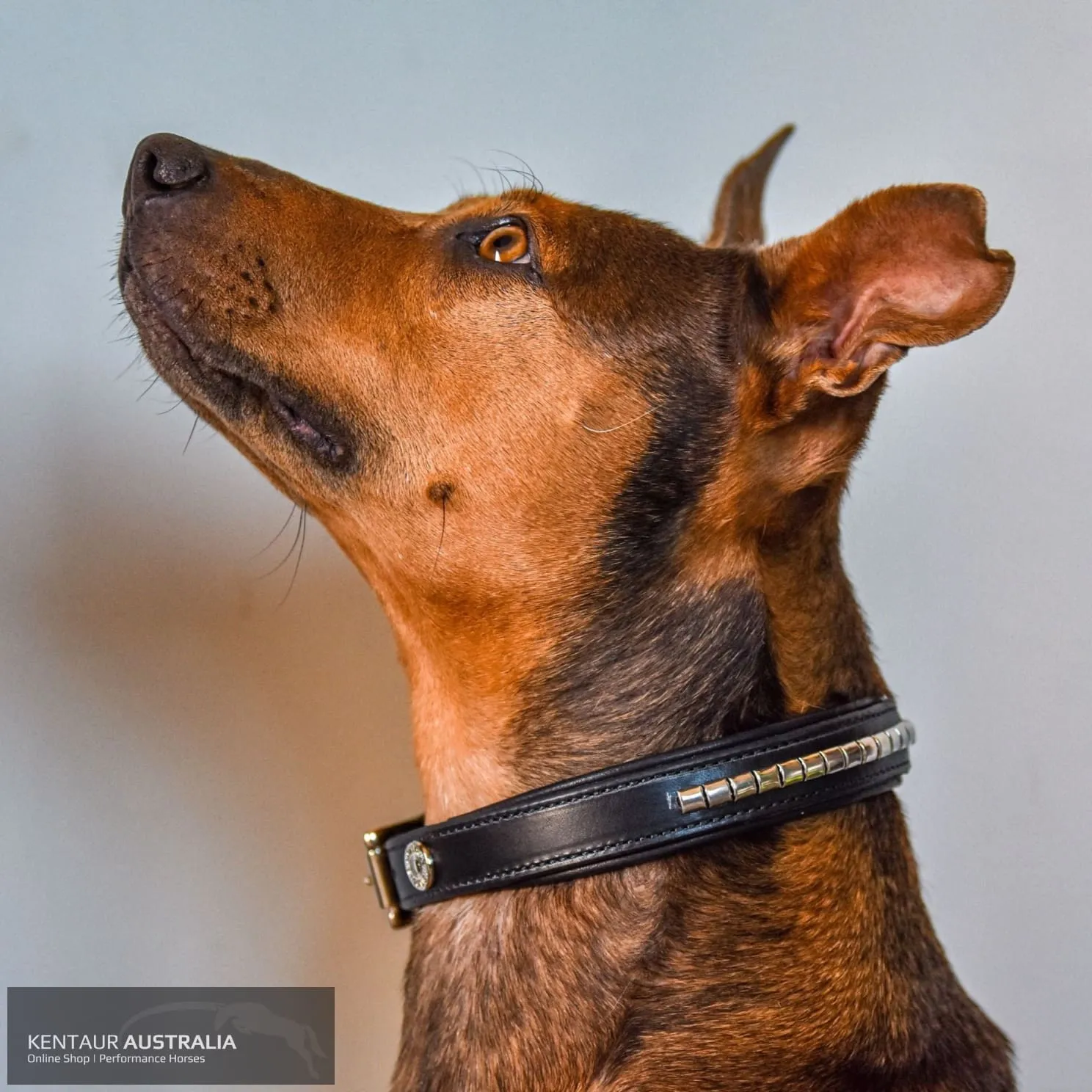 Kentaur 'Semi-Roll' Dog Collar