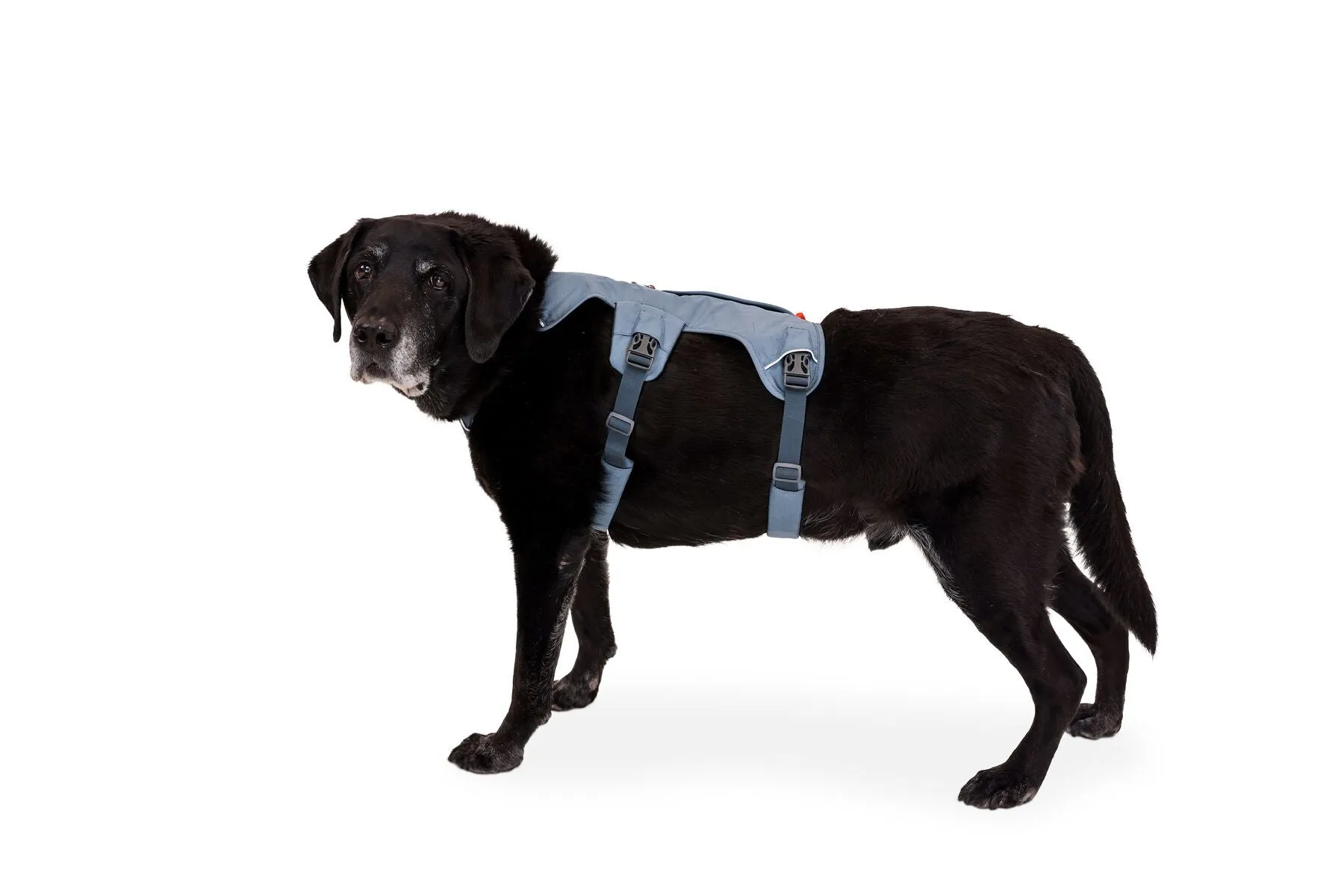 Ruffwear Web Master Harness