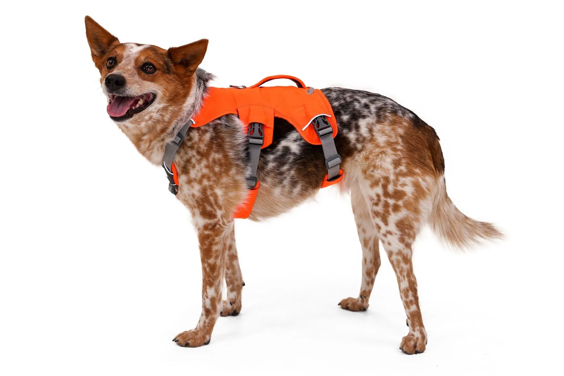 Ruffwear Web Master Harness