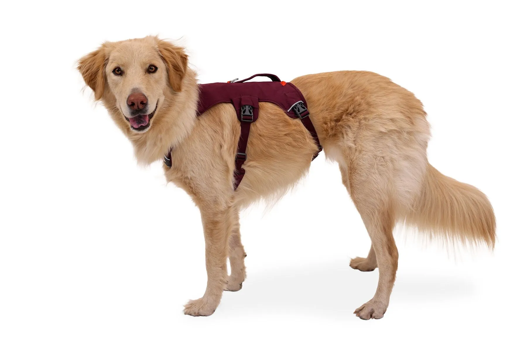 Ruffwear Web Master Harness