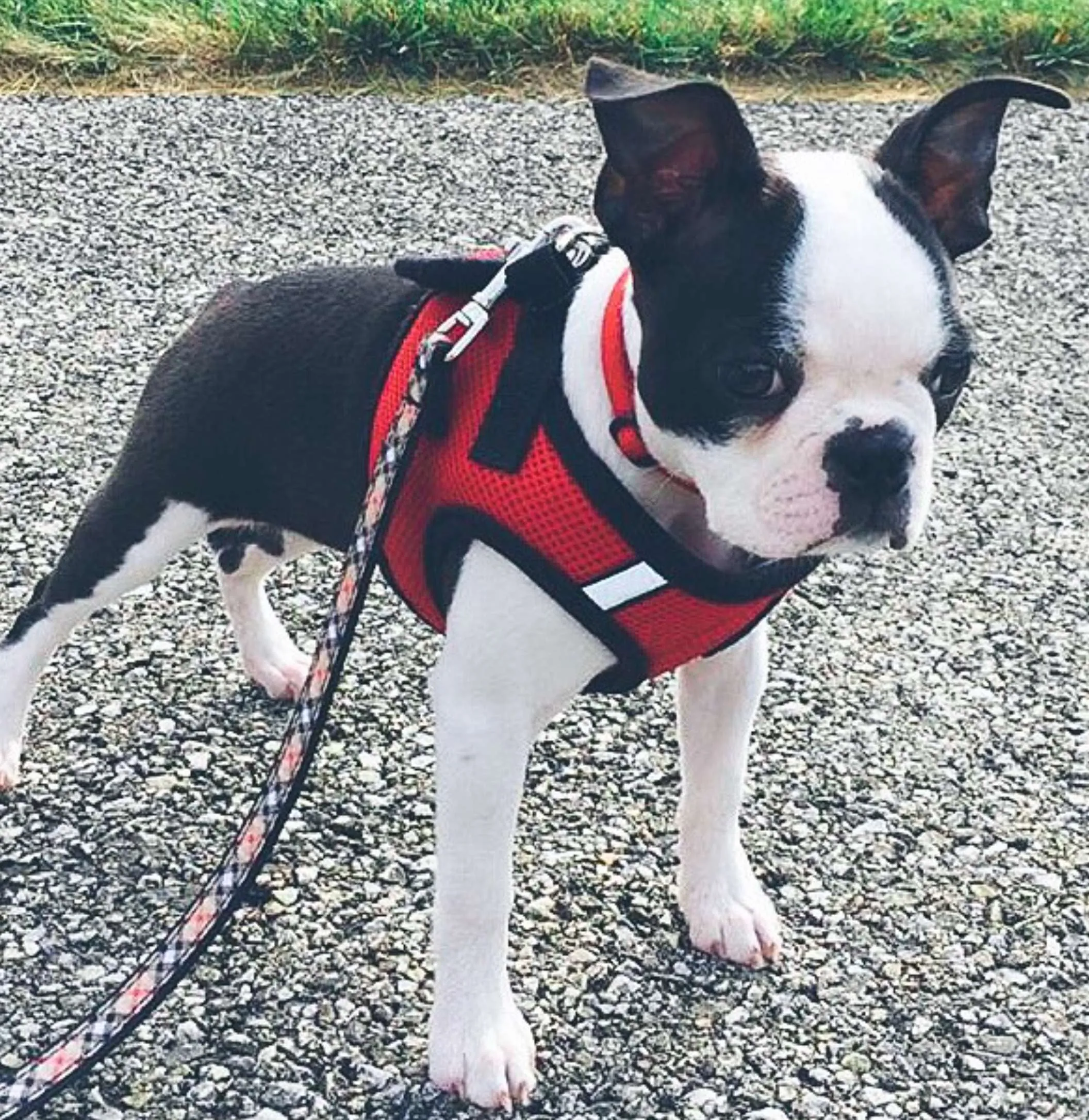 Sidekick Harness | Red