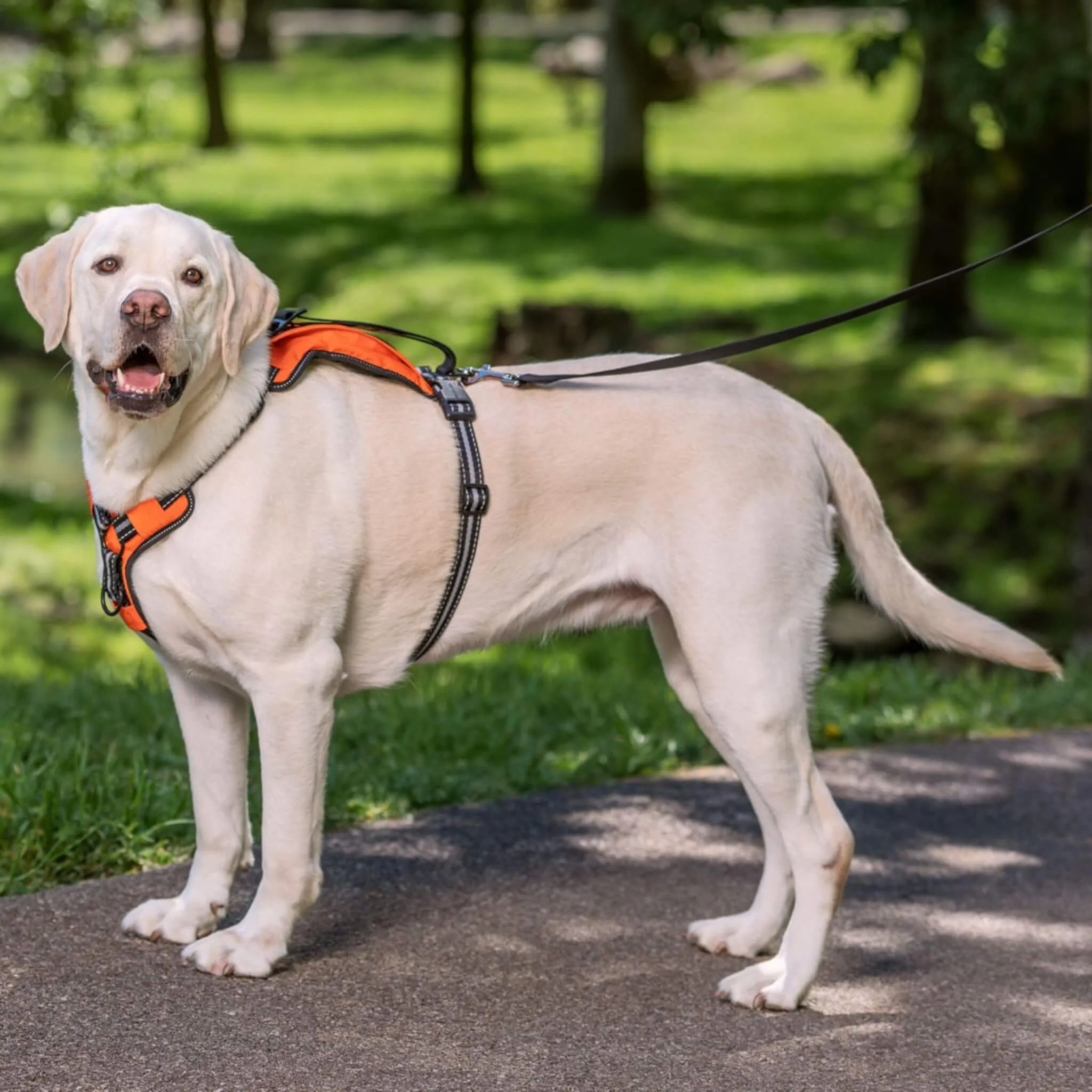 Walk-Along Outdoor Dog Harness