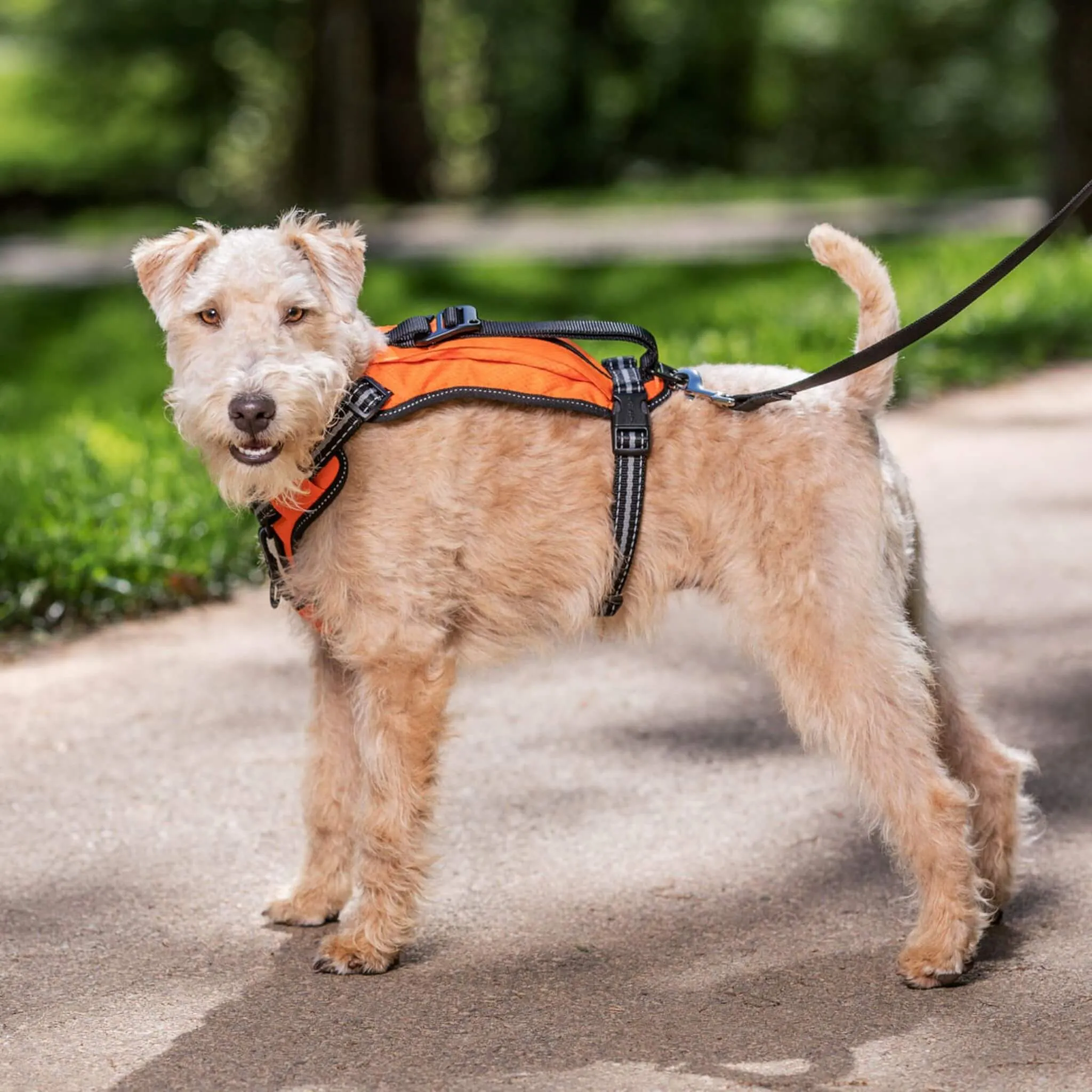 Walk-Along Outdoor Dog Harness